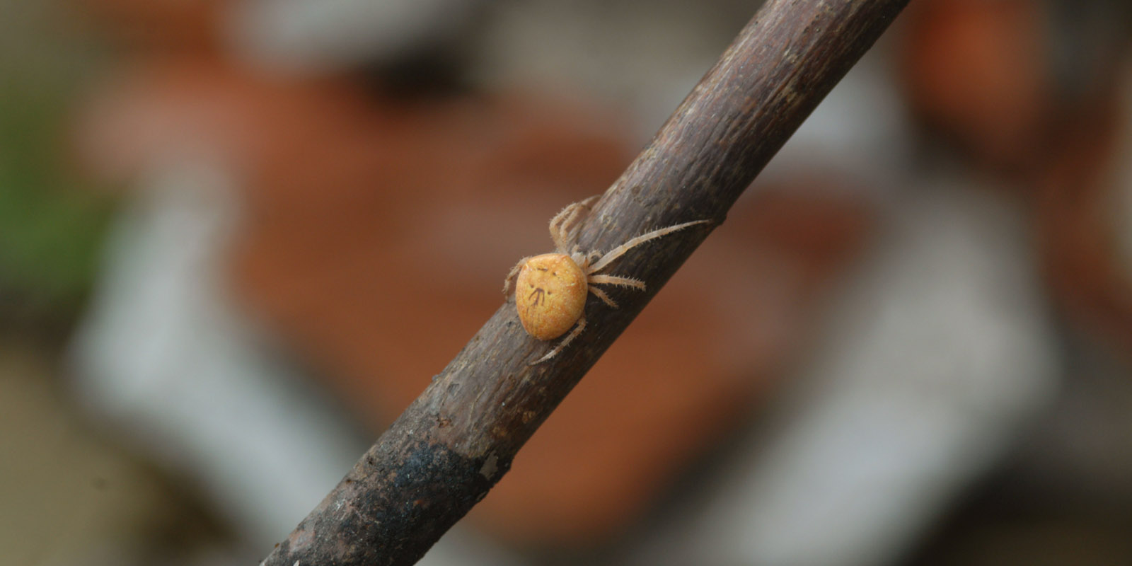 Ragno su un ramo di castagno a Segni